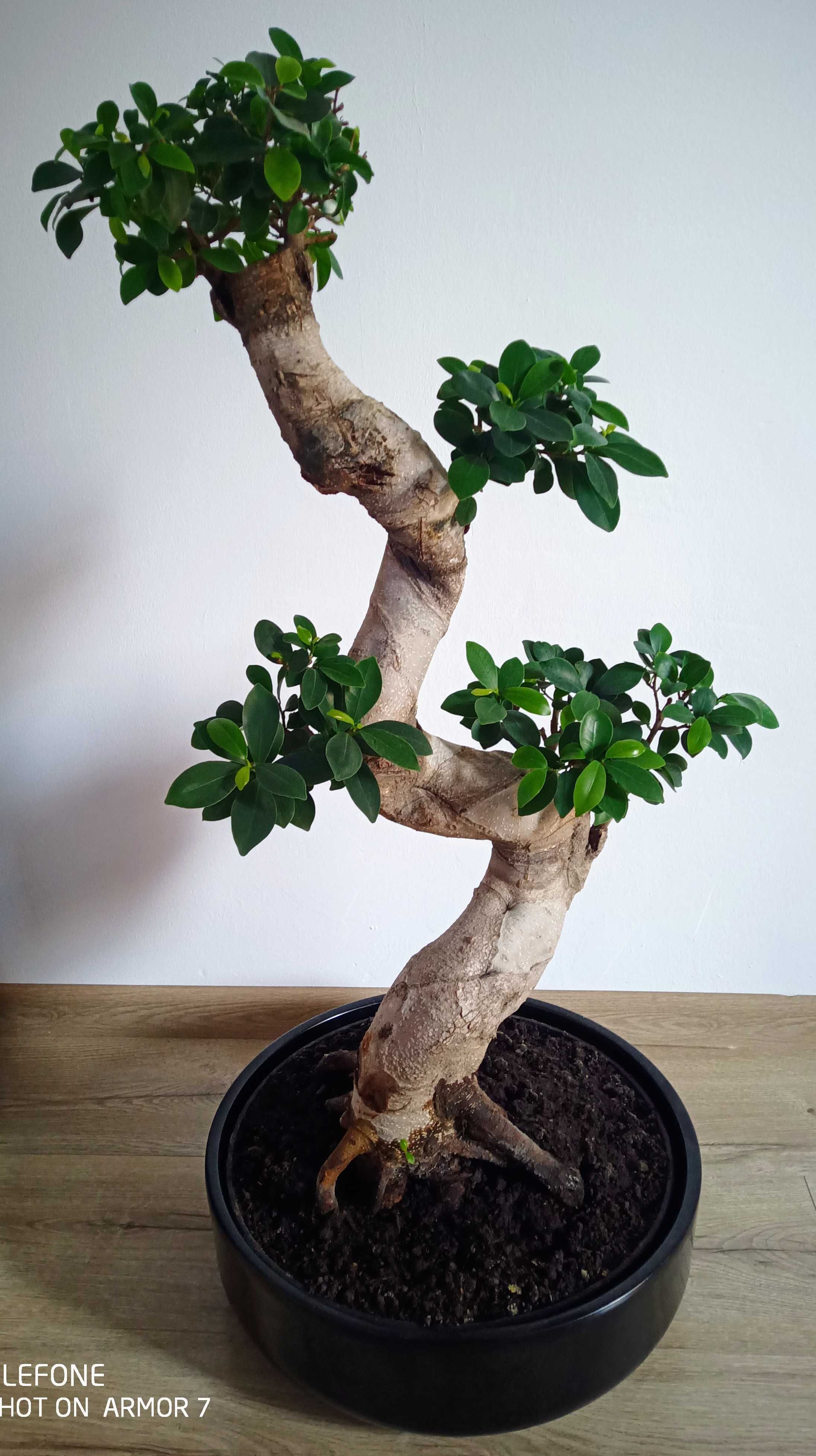 Fikus bonsai 95cm