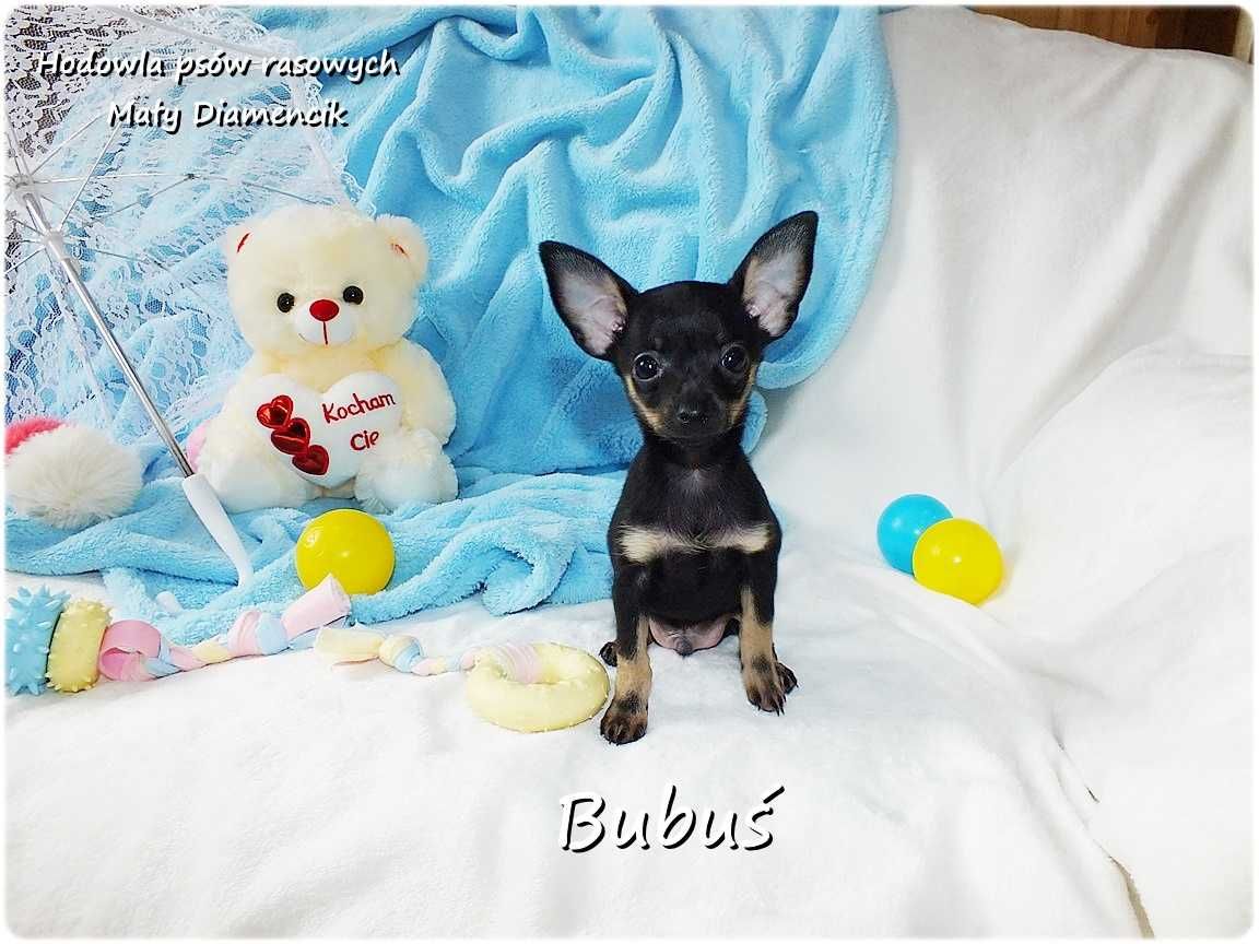 Mini Piesek BUBUŚ Ratlerek XS! Pinczer miniaturowy +Rodowód Do Odbioru
