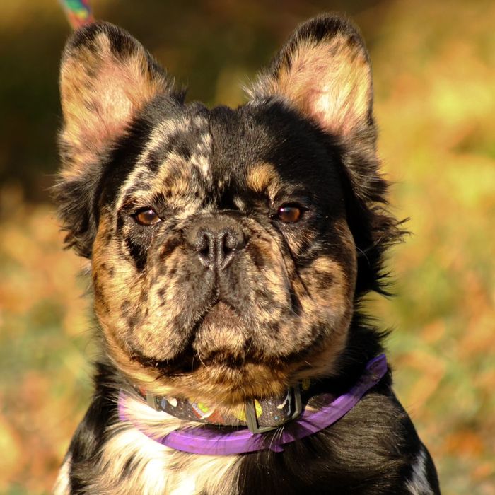 Французики fluffy ждут своих родителей;)