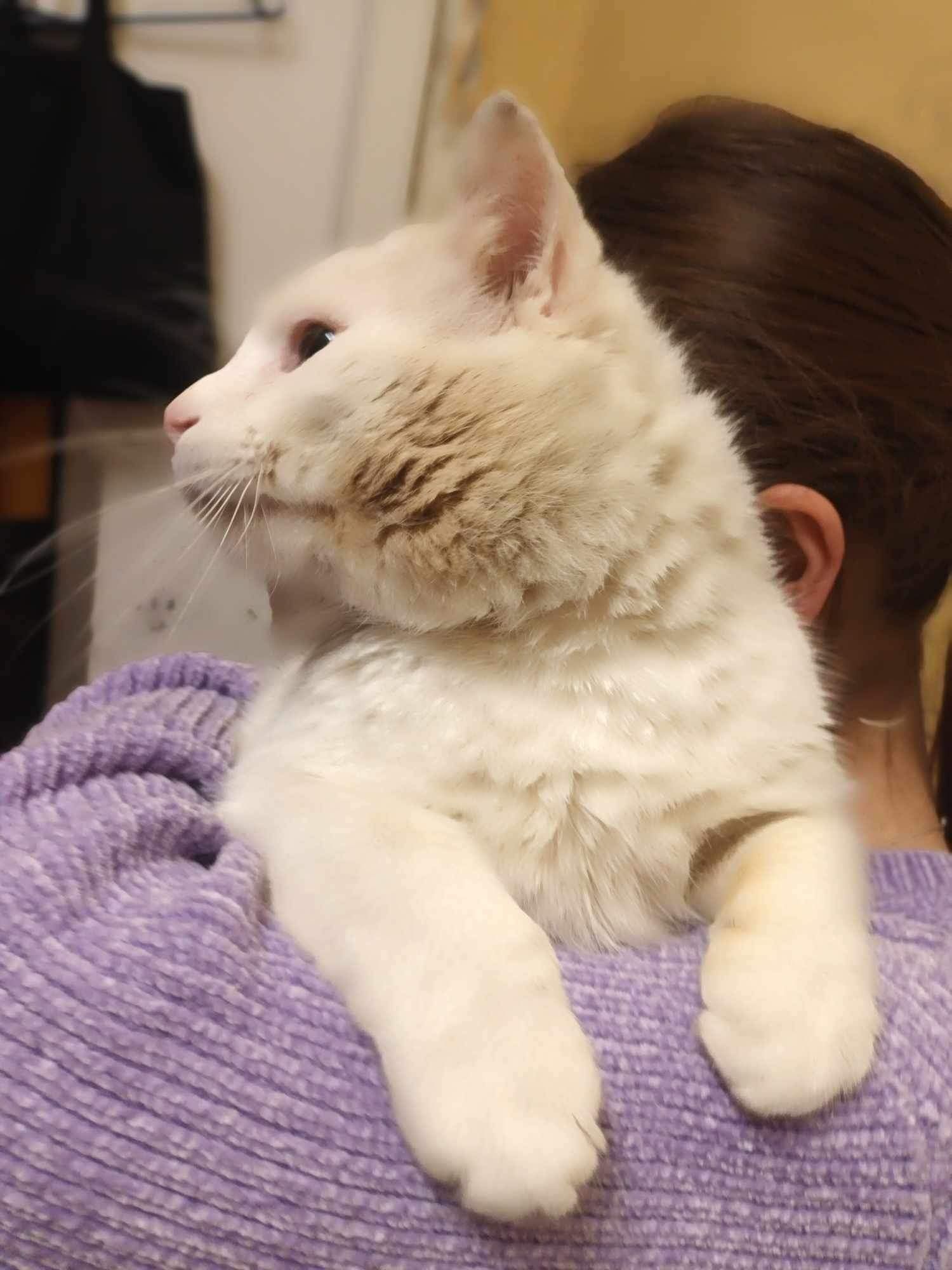 Kefir z dwoma różnymi oczkami. + FIV
