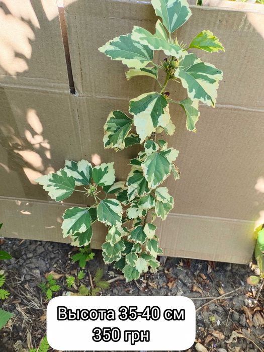 Гибискус древовидный Purpureus Variegatus