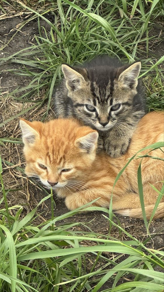 Кошенята безкоштовно