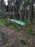 Enxames de abelhas