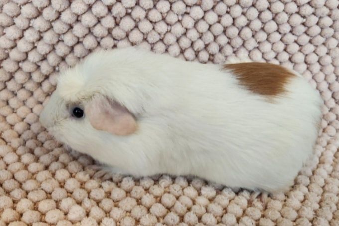 Морская свинка цветной крестед
