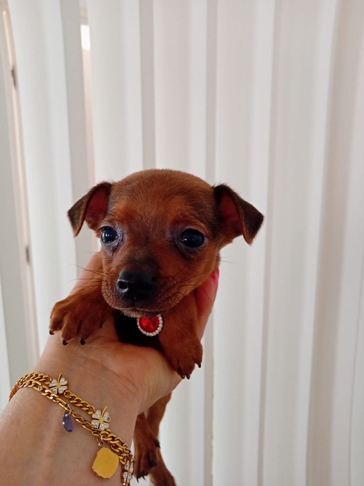 Pinscher Miniatura