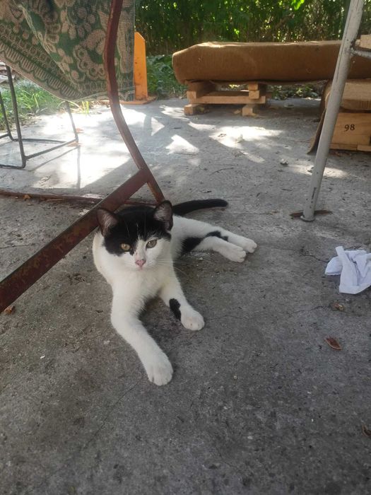 Pilne!!Działkowe bezdomne kotki z Wieliczki czekają na domy Wieliczka