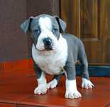 Piesek mocnej budowy Amstaff