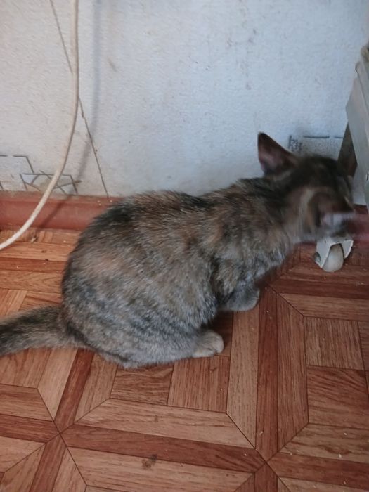 Кішечка з цікавим забарвленням.(2 мес.)