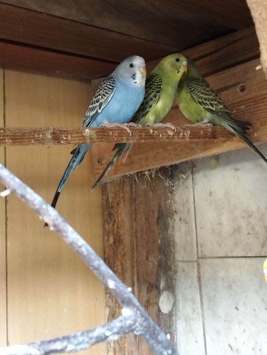 Piriquitos novos 4 a 5meses os 5 18€