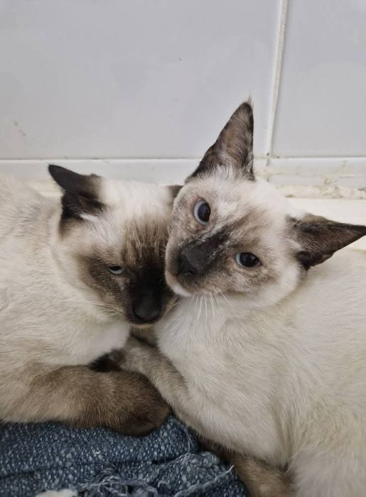 Gatinhos 7/8 meses ADOÇÃO!