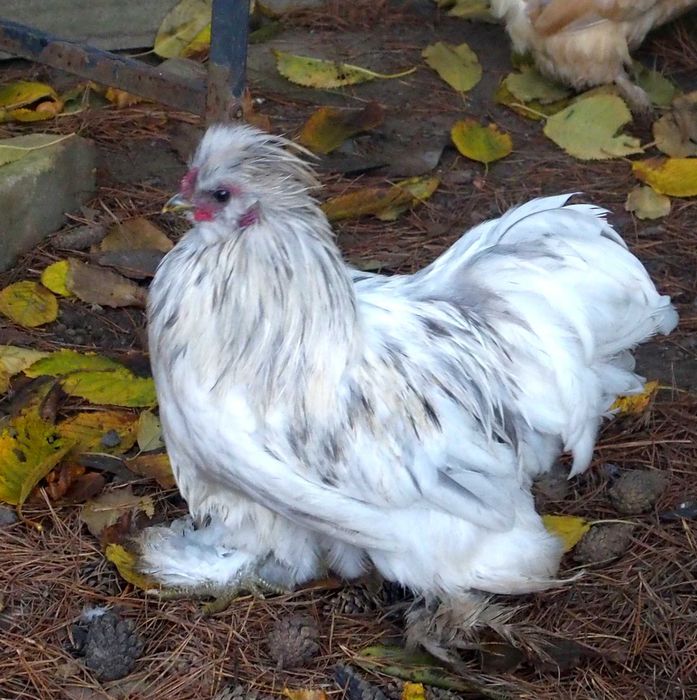 Silki Piękne Koguty