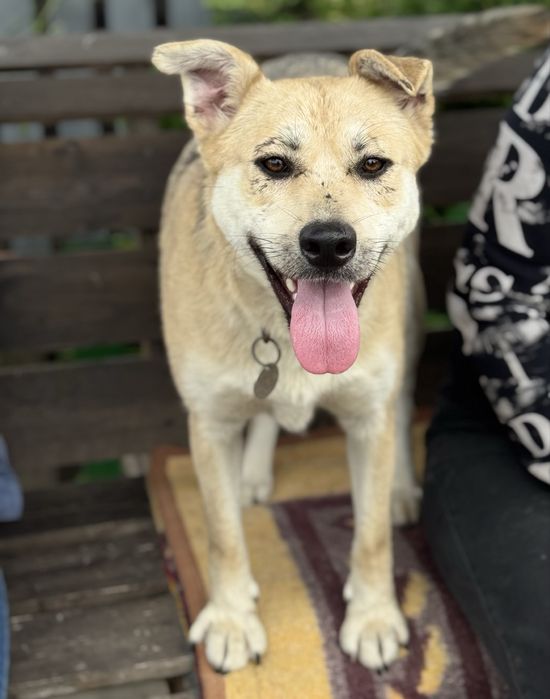 Собака любить дітей дівчинка з притулку