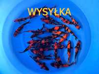 Karpie koi do oczka wodnego legalna szybka wysyłka
