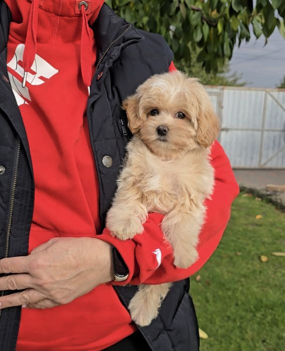 Чарівні дівчатка. Мальтіпу Ф1.