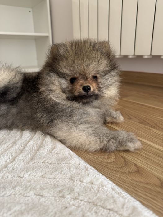 Szpic miniaturowy FCI