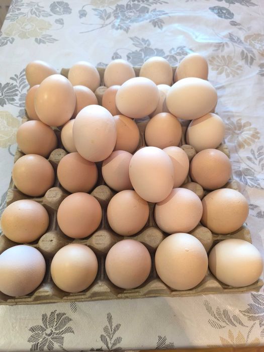 jaja wiejskie z wolnego wybiegu