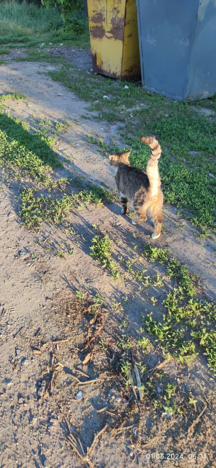 Отдам молодого кота лесного окраса