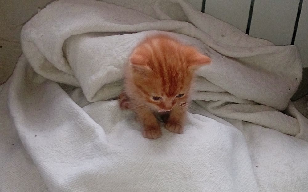 Кошенята в добрі руки