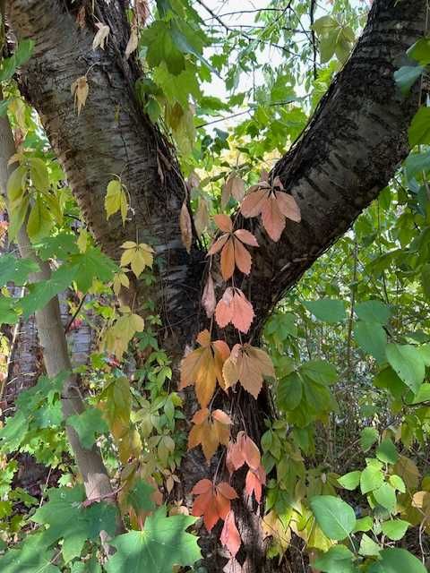 Oddam drzewa czereśnie, grusze, klony za wycięcie, aktualne