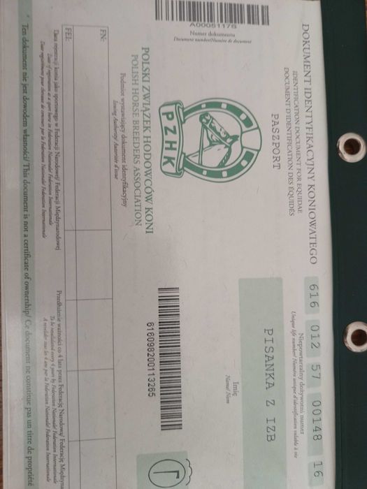 Klacz huculska dotacyjna klacze ogiery