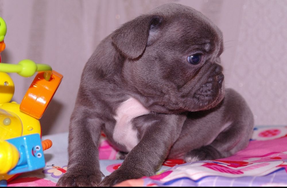 Голубое счастье ждёт семью