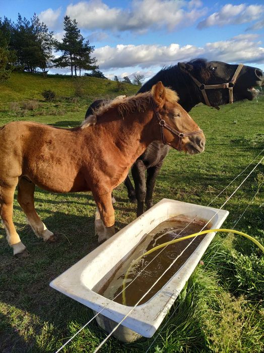 Sprzedam Ogierka sokólskiego