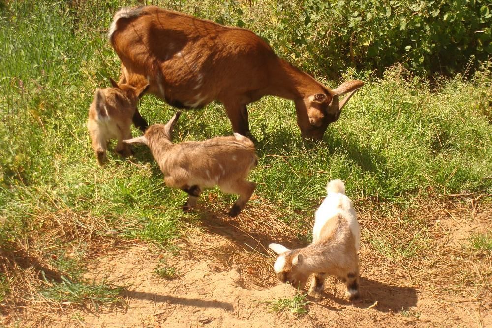 Vendo cabras anãs