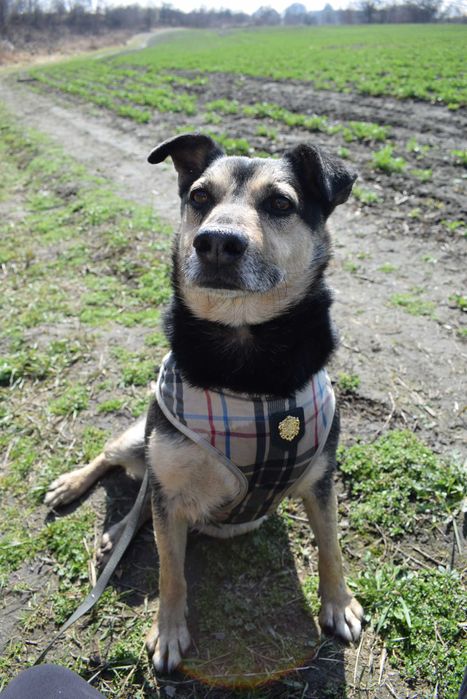 Super pies do adopcji - Leon