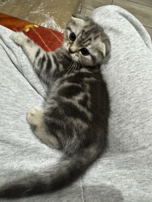 Продам кошеня скотіш фолд мармурова дівчинка