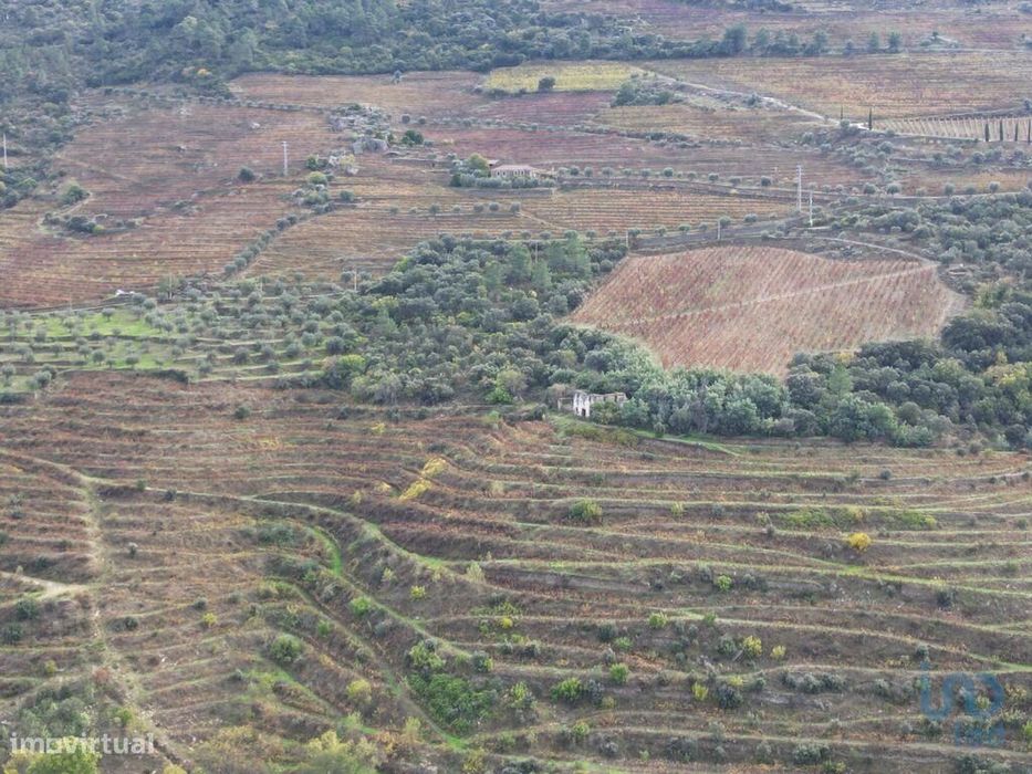 Quinta T3 em Ervedosa do Douro de 634,00 m2