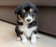 Border Collie sunia samica przebadani rodzice do odbioru suczka