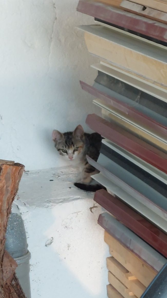 Gatinhos para adopção
