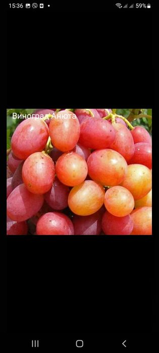 Саженцы плодовых и экзотических деревьев