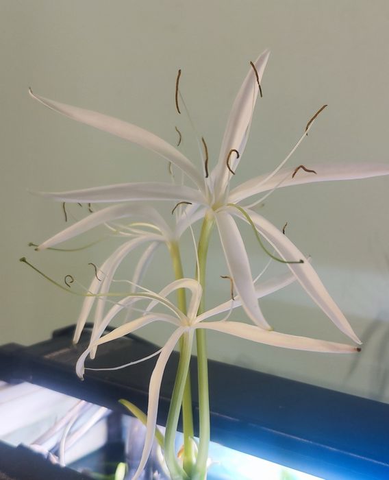 Krynia Rzemieniolistna (Crinum calamistratum)