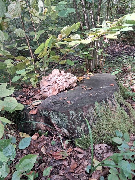 Гриб гріфола кучерява баранячі голова