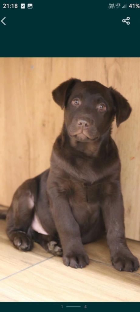 Labrador Retriever czekoladowy  REZERWACJA