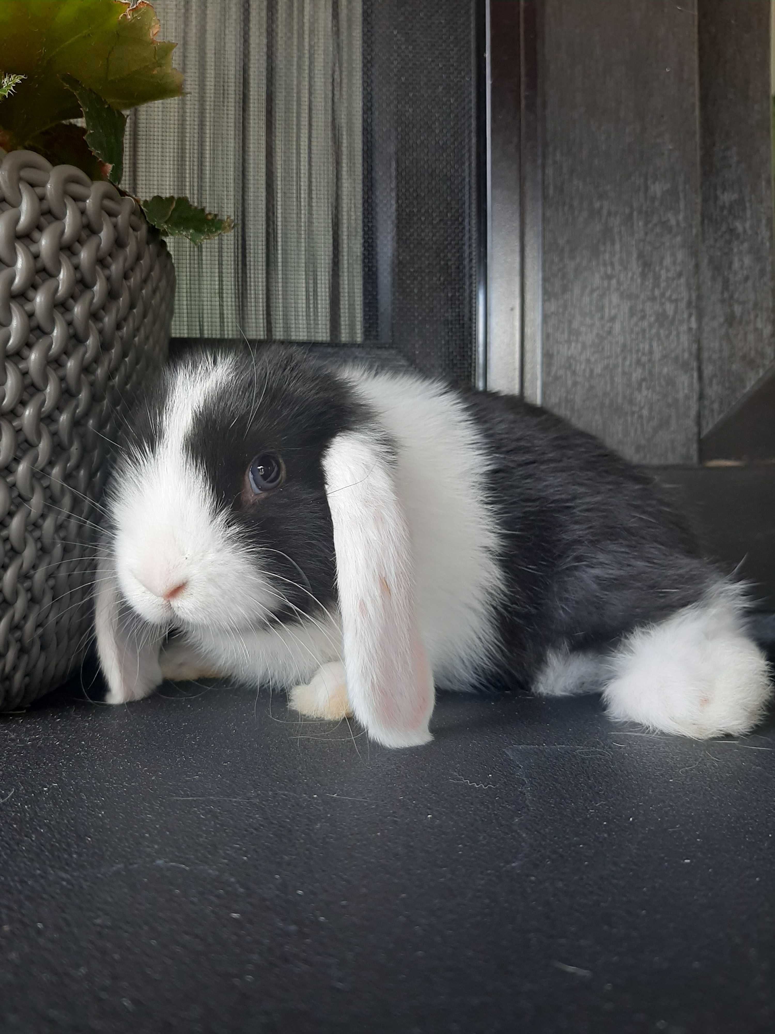 Kroliki baranek miniaturka karzełek mini lop