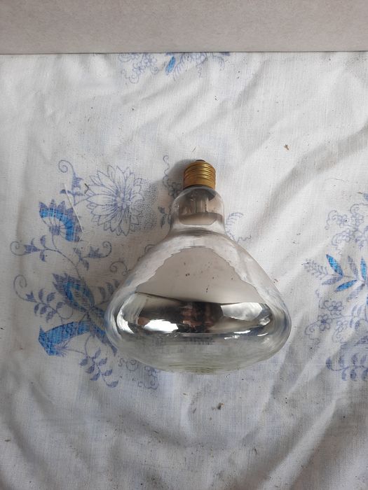 Żarówka inkubator dla kurczaków