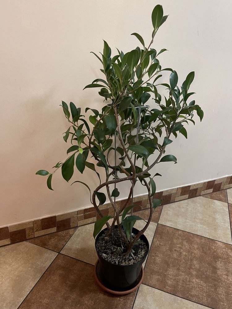 Fikus benjamina figowiec benjaminek 60 cm kwiat doniczkowy 4 sadzonki