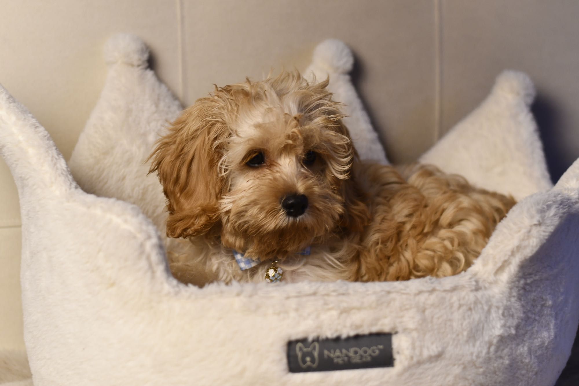 Cavapoo F1  wyjątkowy chłopiec gotowy do odbioru