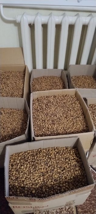 Тигровий горіх врожай 2025, чуфа