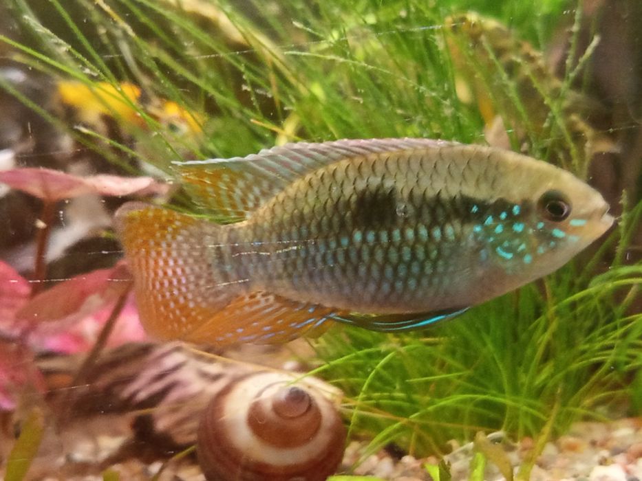 Akara Cętkowana dorosłe