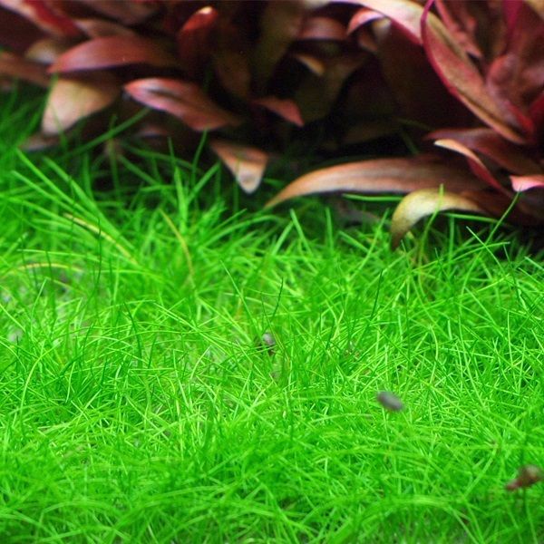 Rośliny do akwarium Eleocharis sp. MINI PONIKŁO KUBEK 10cm