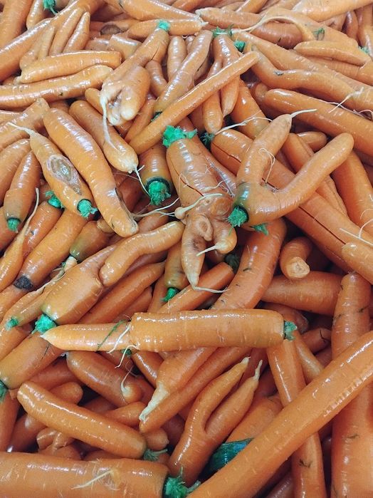Marchewka odpadowa paszowa