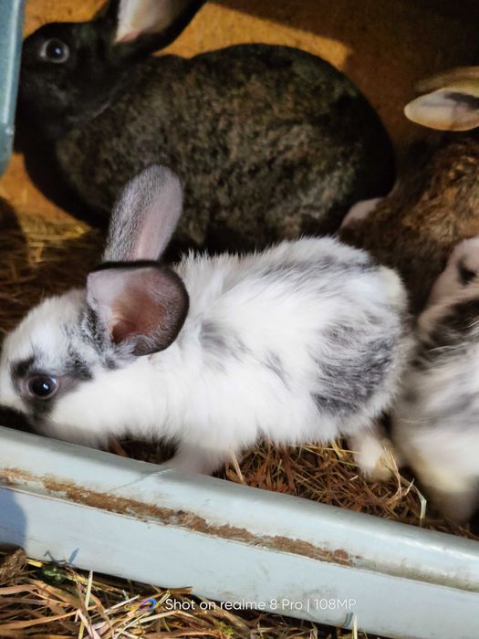 Promocja Sprzedam króliki tuszki i żywe młode średnie i starsze.