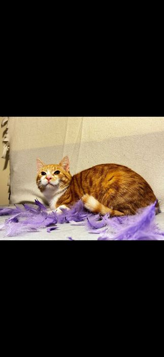 Cudowne 7 msc kocurki szukaja domków