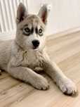 Piesek Siberian Husky niebieskooki po championnzkwp FCI