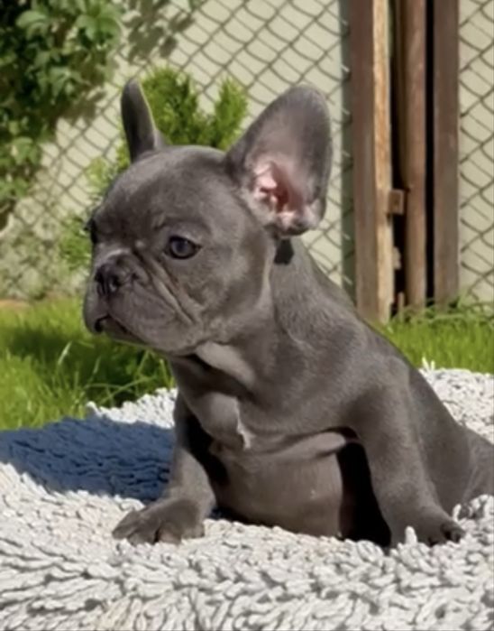 Девочка голубая 2,6 мес