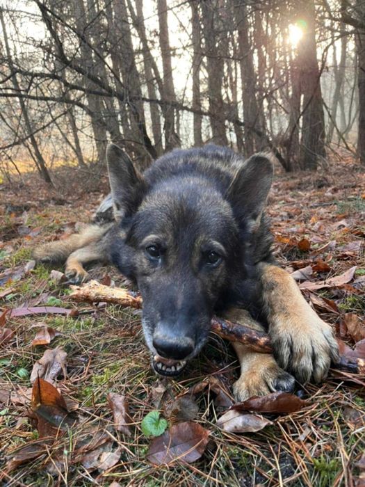 WOJTUŚ - młody, pozytywny psiak w typie owczarka szuka domu !!