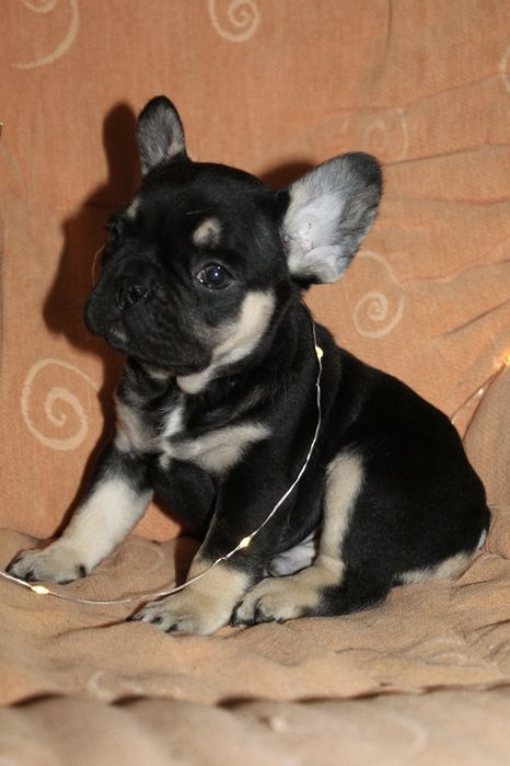 Супер генний хлопчик